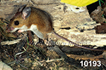 Peromyscus-leucopus